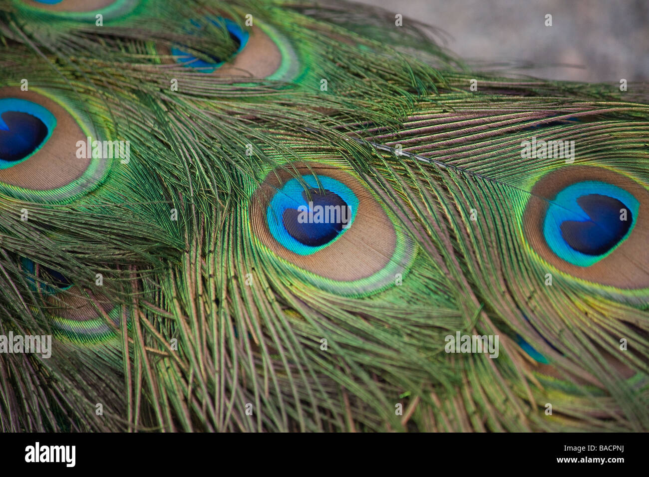 Up-close peacock feather Stock Photo - Alamy