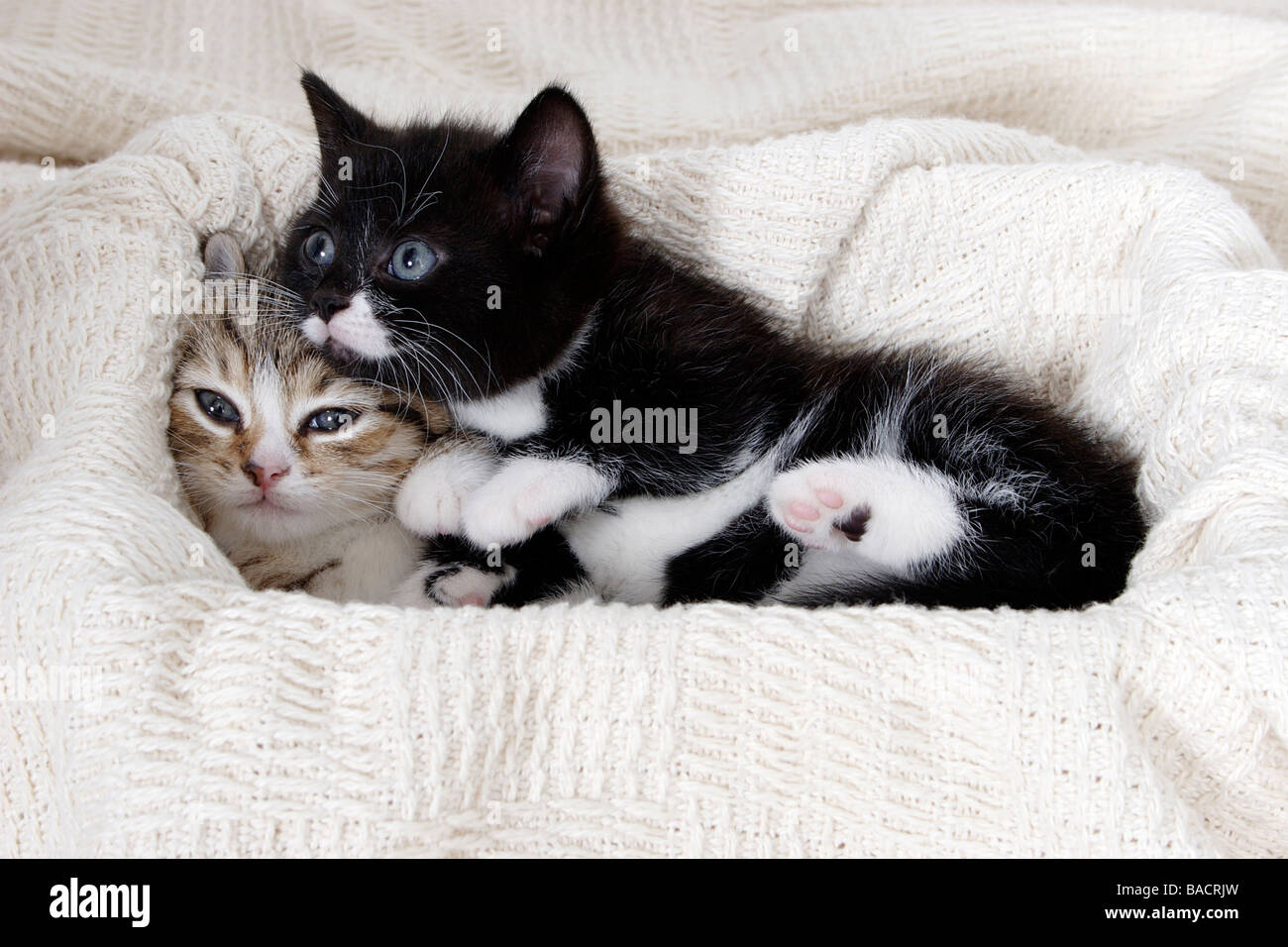 portrait little tabby and black and white kitten cuddled up together Stock Photo