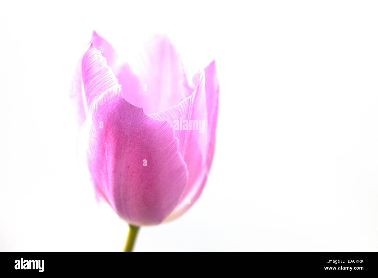 Single Pink Tulip close up Stock Photo