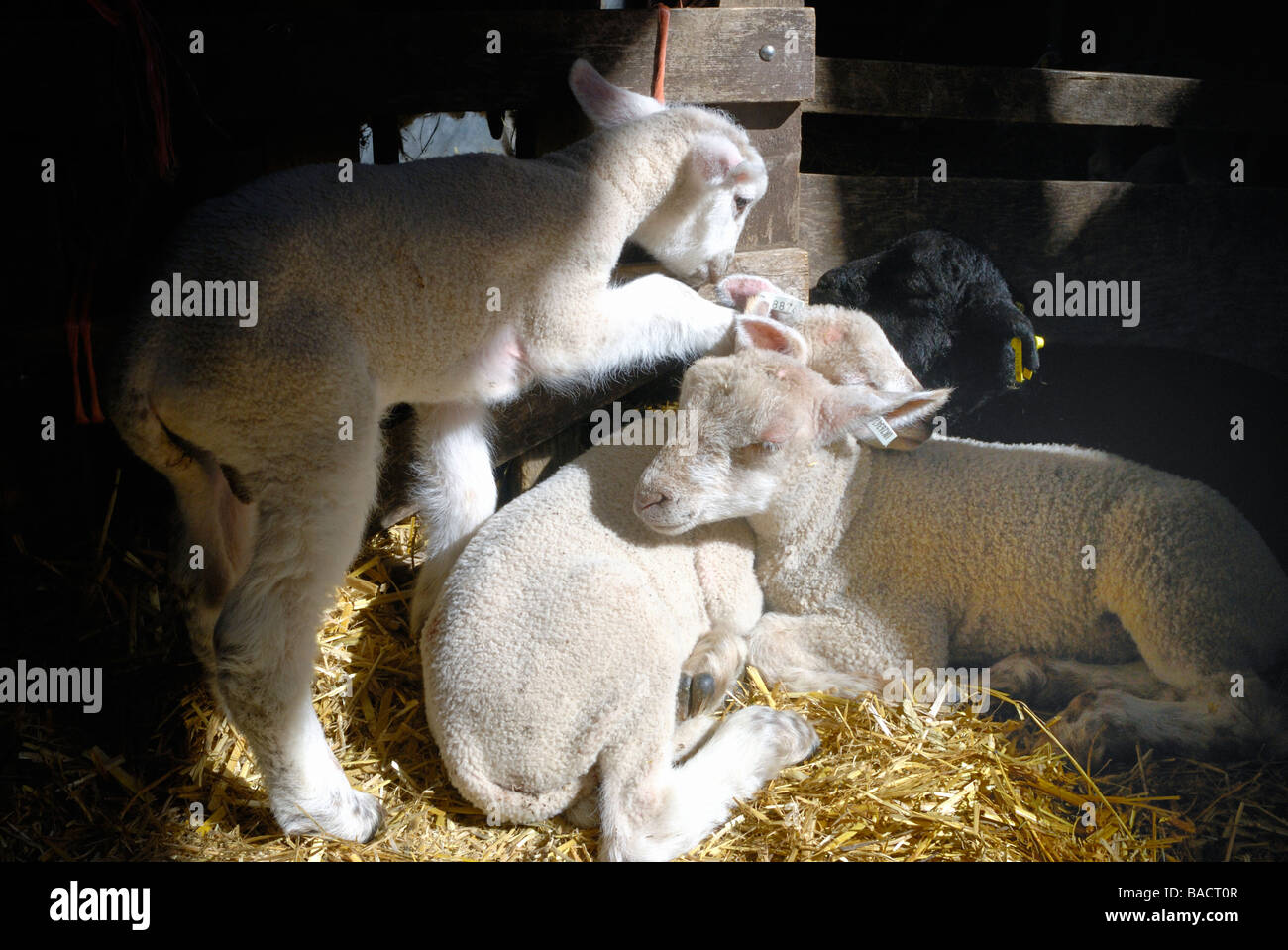 Four newborn lambs cuddled together in a pen Stock Photo