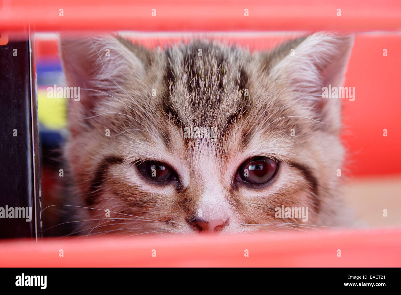 portrait young tabby kitten peering through red box Stock Photo