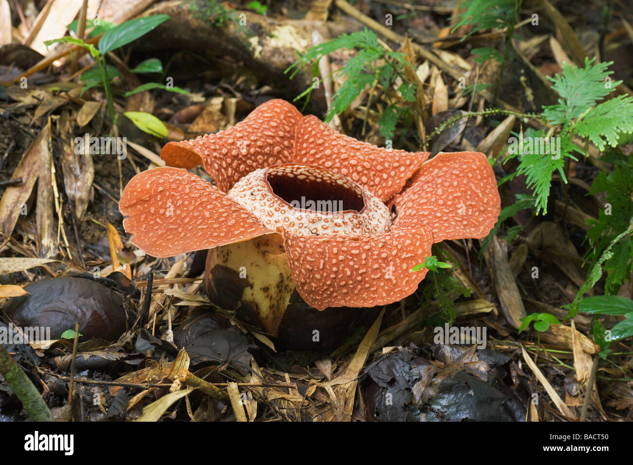 Rafflesia keithii open flower Kinabalu Nat Park Sabah Borneo Malaysia Stock Photo