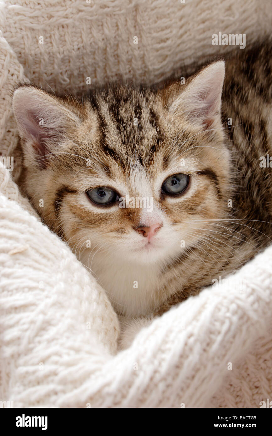 portrait young tabby kitten Stock Photo - Alamy