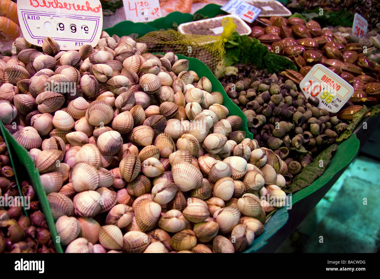 Vongole clams for sale Stock Photo Alamy