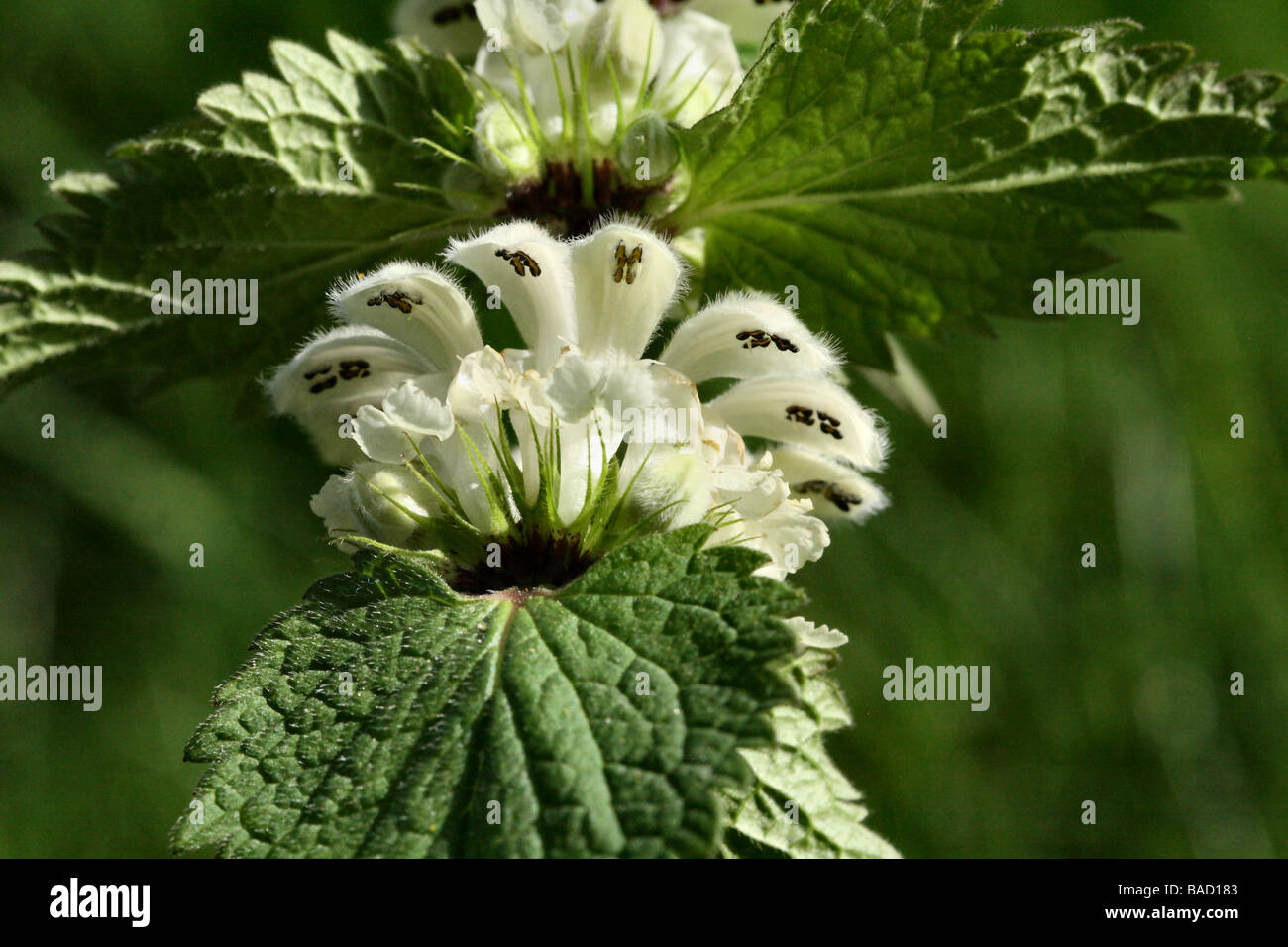 White Deadnettle Lamium album Family Lamiaceae white flowers in close up macro detail Stock Photo