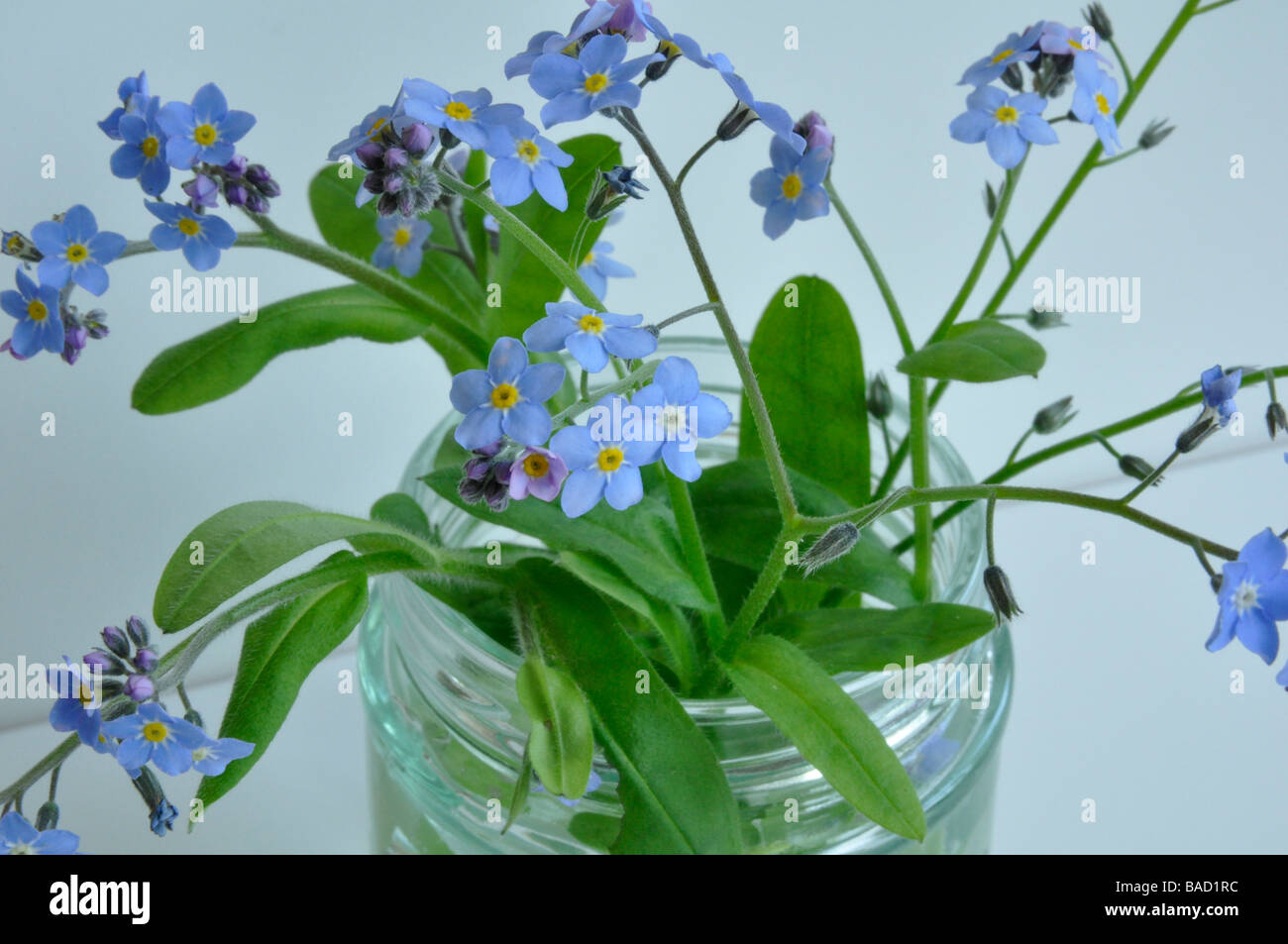 Forget-me-nots in a jam jar Stock Photo