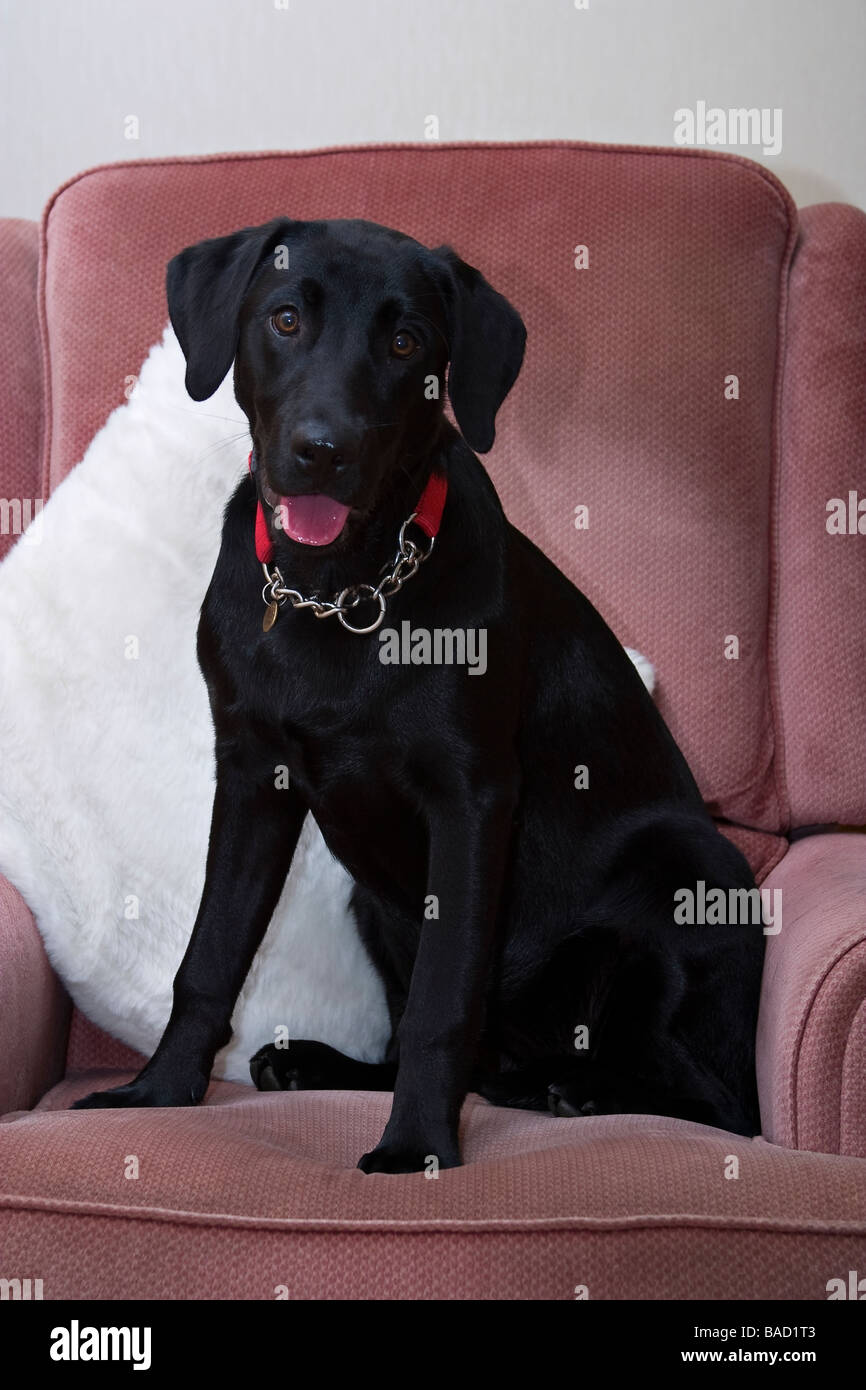 Young black Labrador dog sitting down on an armchair indoors Stock Photo