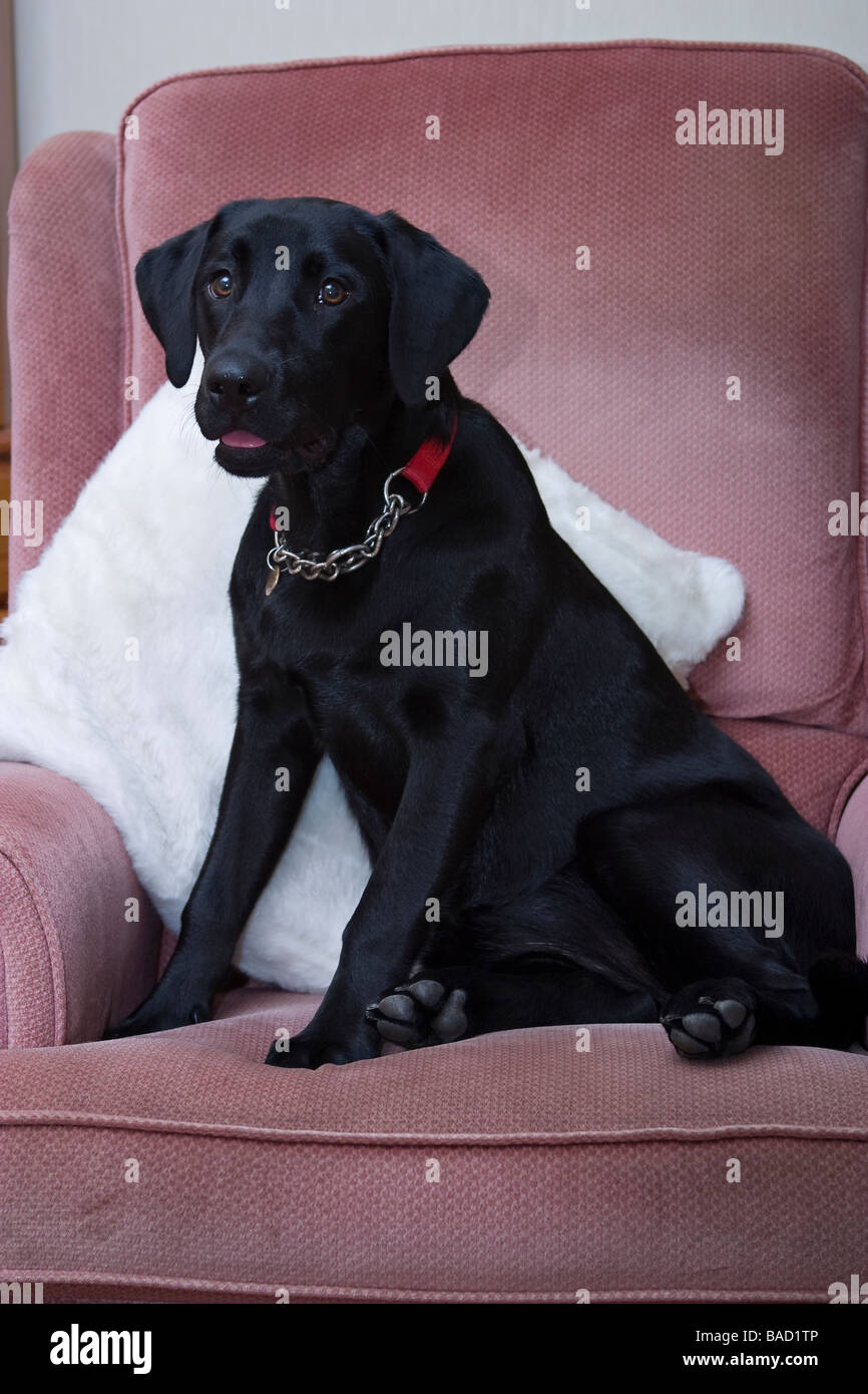 Young black Labrador dog sitting down on an armchair indoors Stock Photo