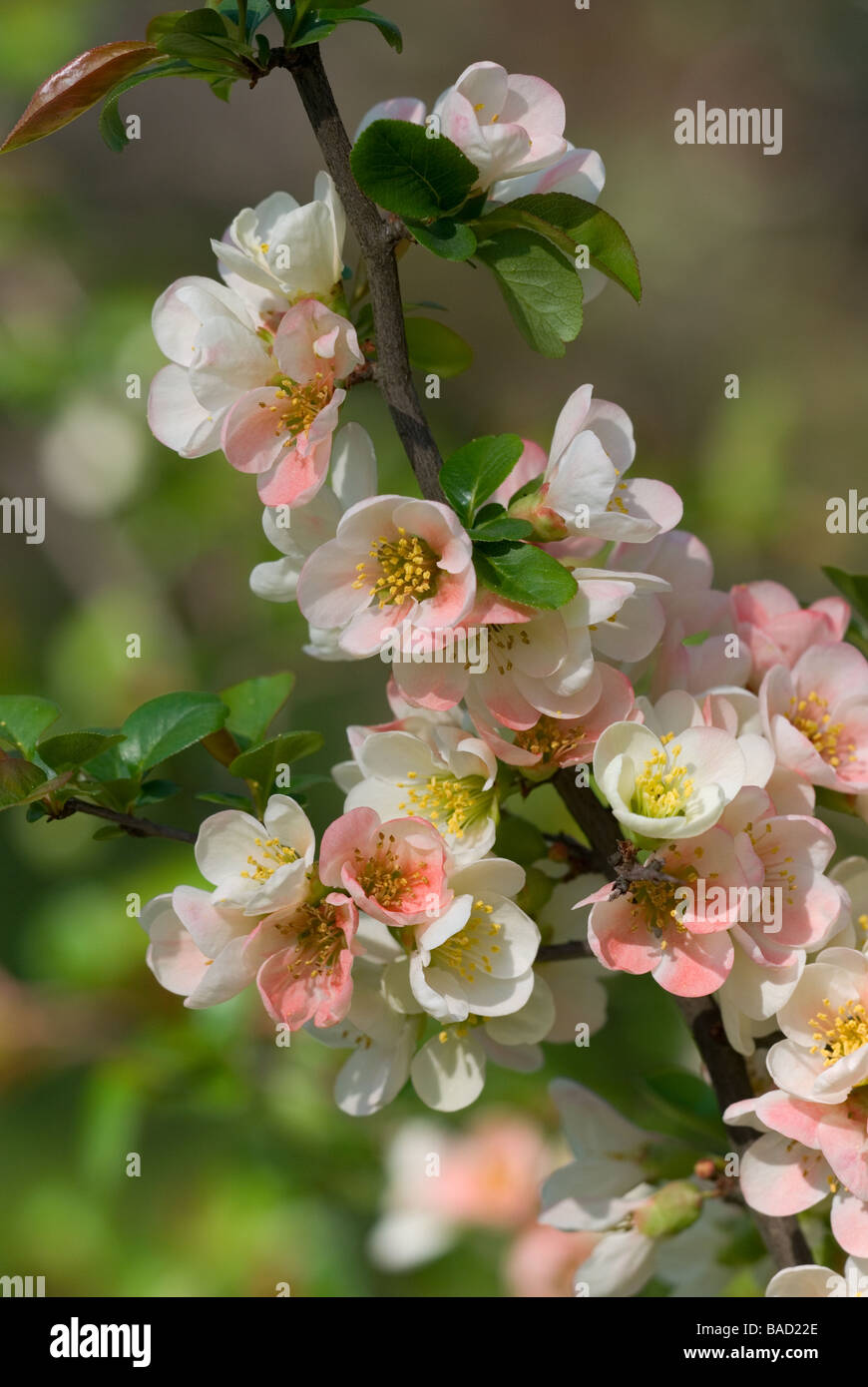 Chaenomeles japonica var. albo-rosea Spaeth. Stock Photo