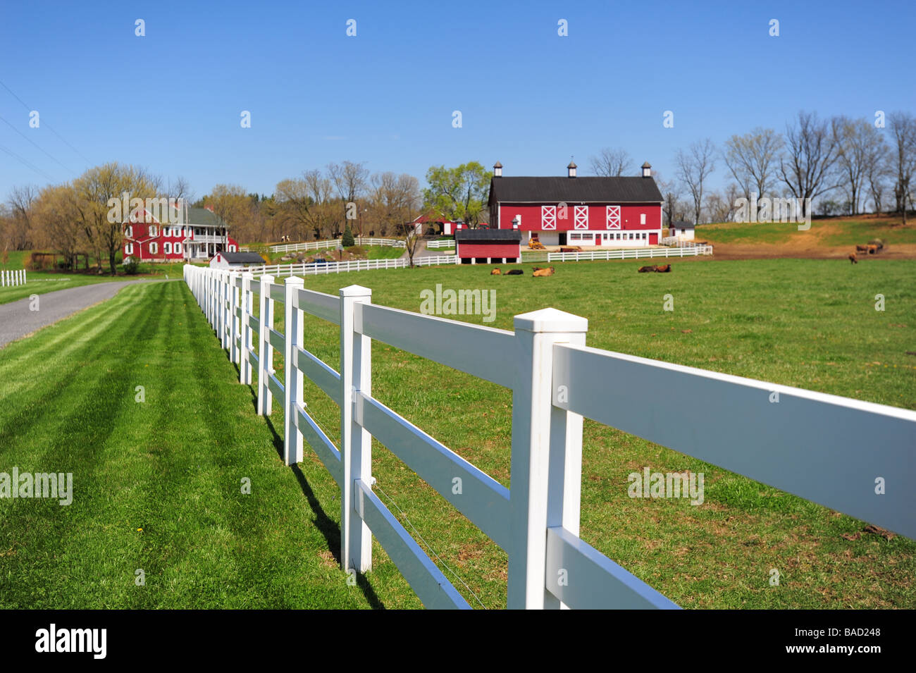 USA Maryland Washington County Cow farm in rural MD Red barn and house in Boonsboro Stock Photo