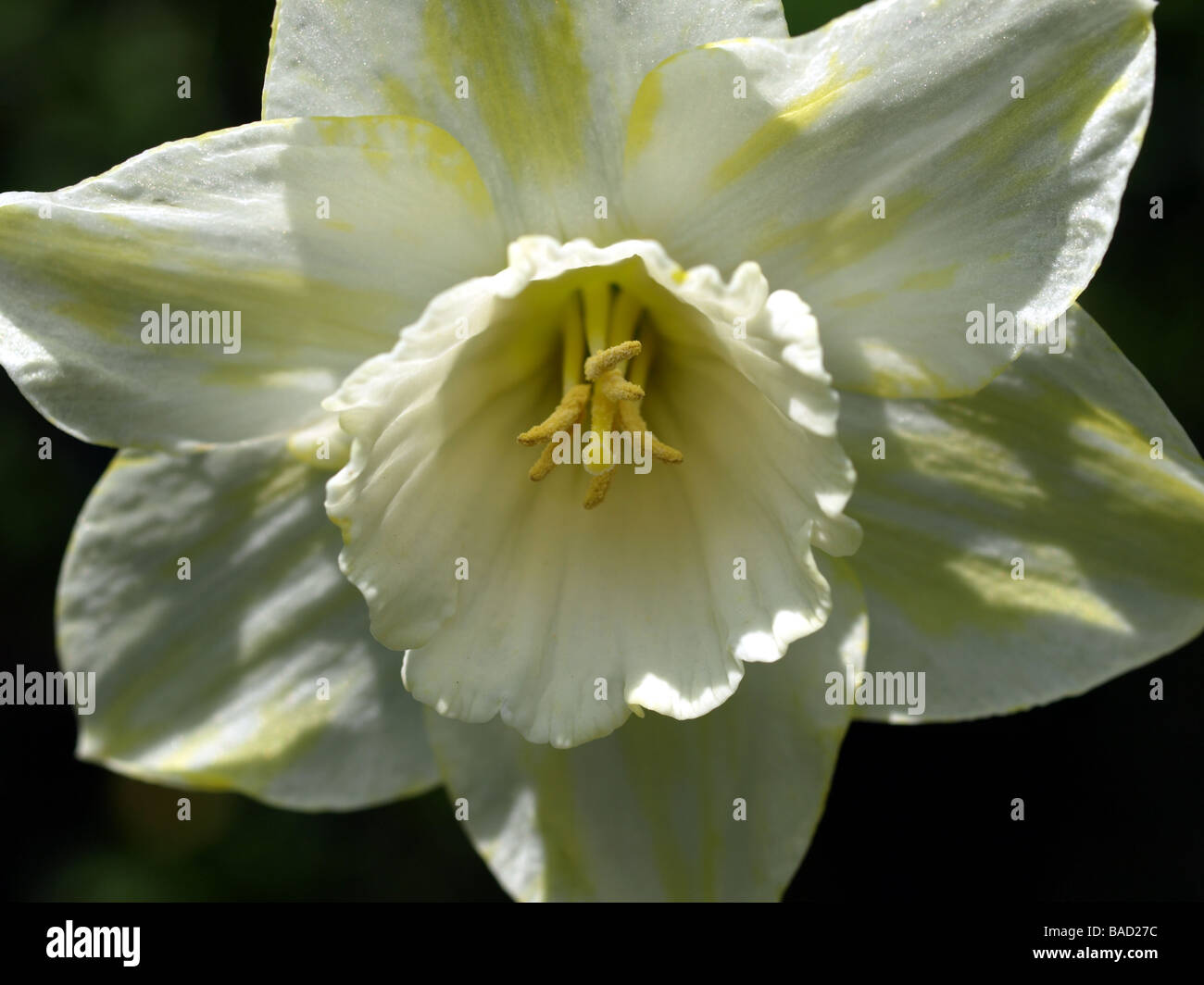 White hybrid daffodil(narcissus) Stock Photo