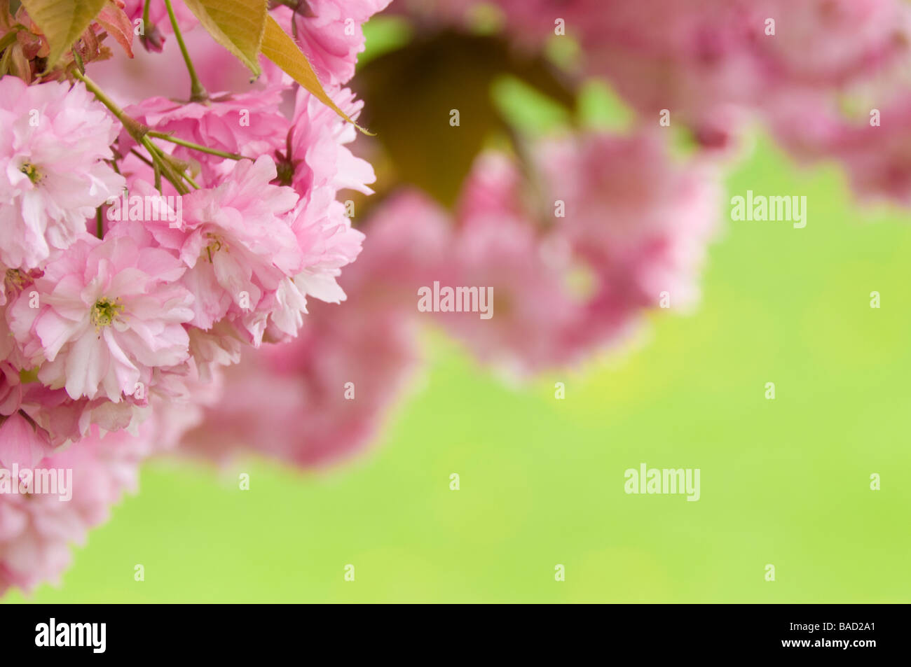 Close up pink cherry blossom hi-res stock photography and images - Alamy
