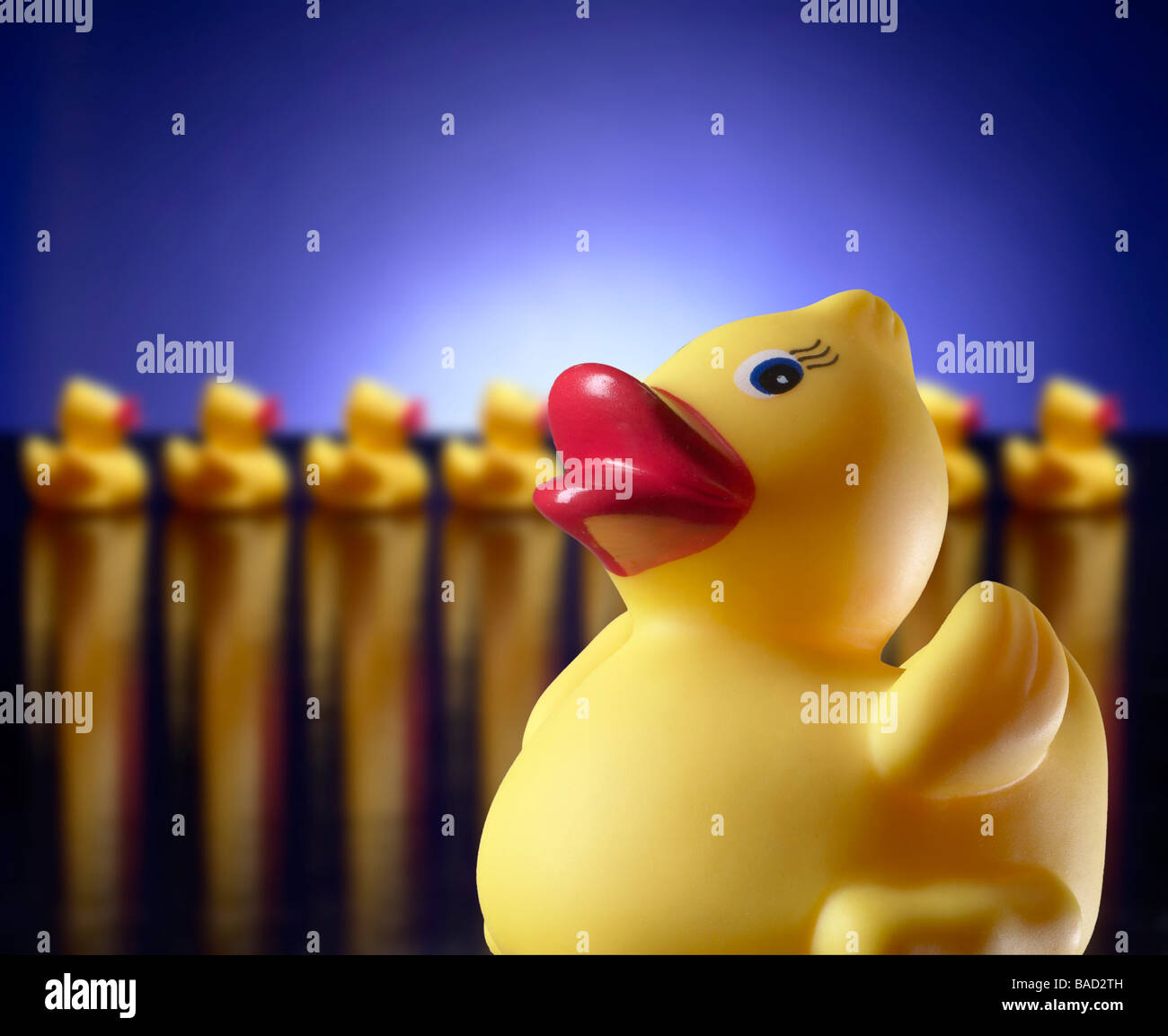 Ducks In A Row & One Rubber Duck Stock Photo