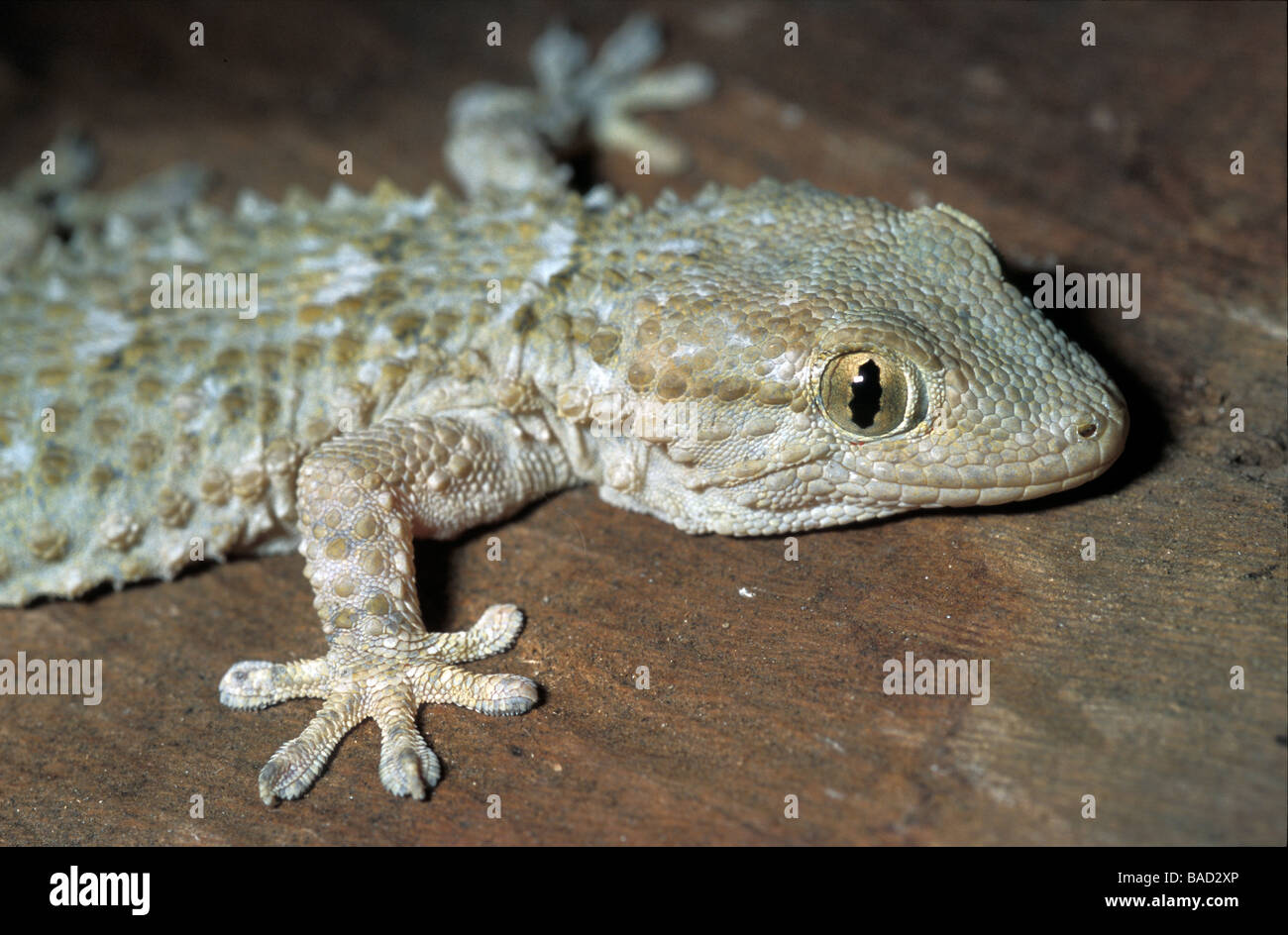 Moorish Gecko, Tarentola mauritanica, Capraia Island, Tuscany, Italy Stock Photo Alamy