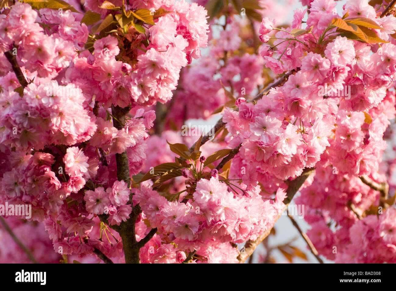 Sunlight on cherry blossom hi-res stock photography and images - Alamy