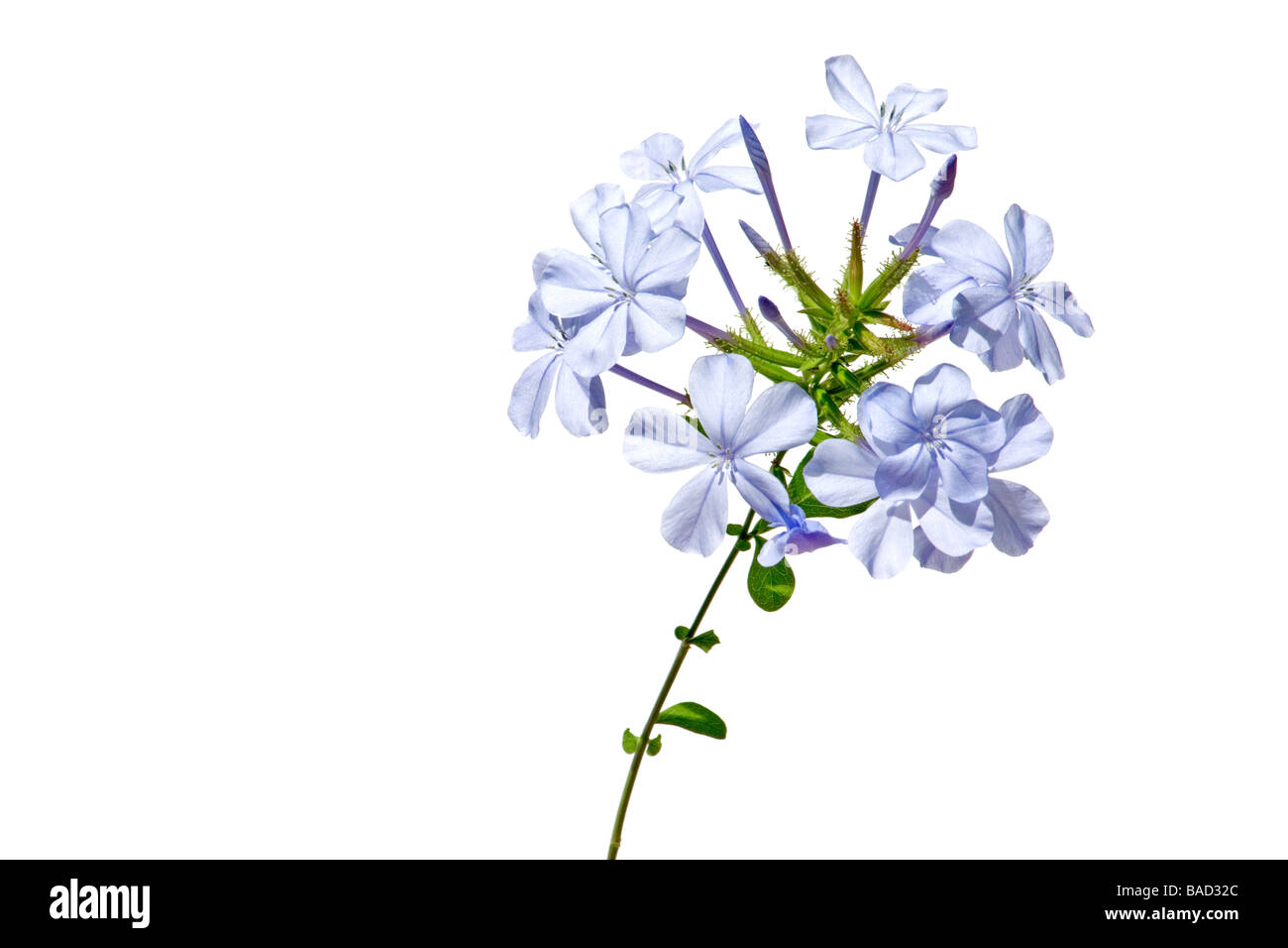 Close-up of blue jasmine on white background Stock Photo