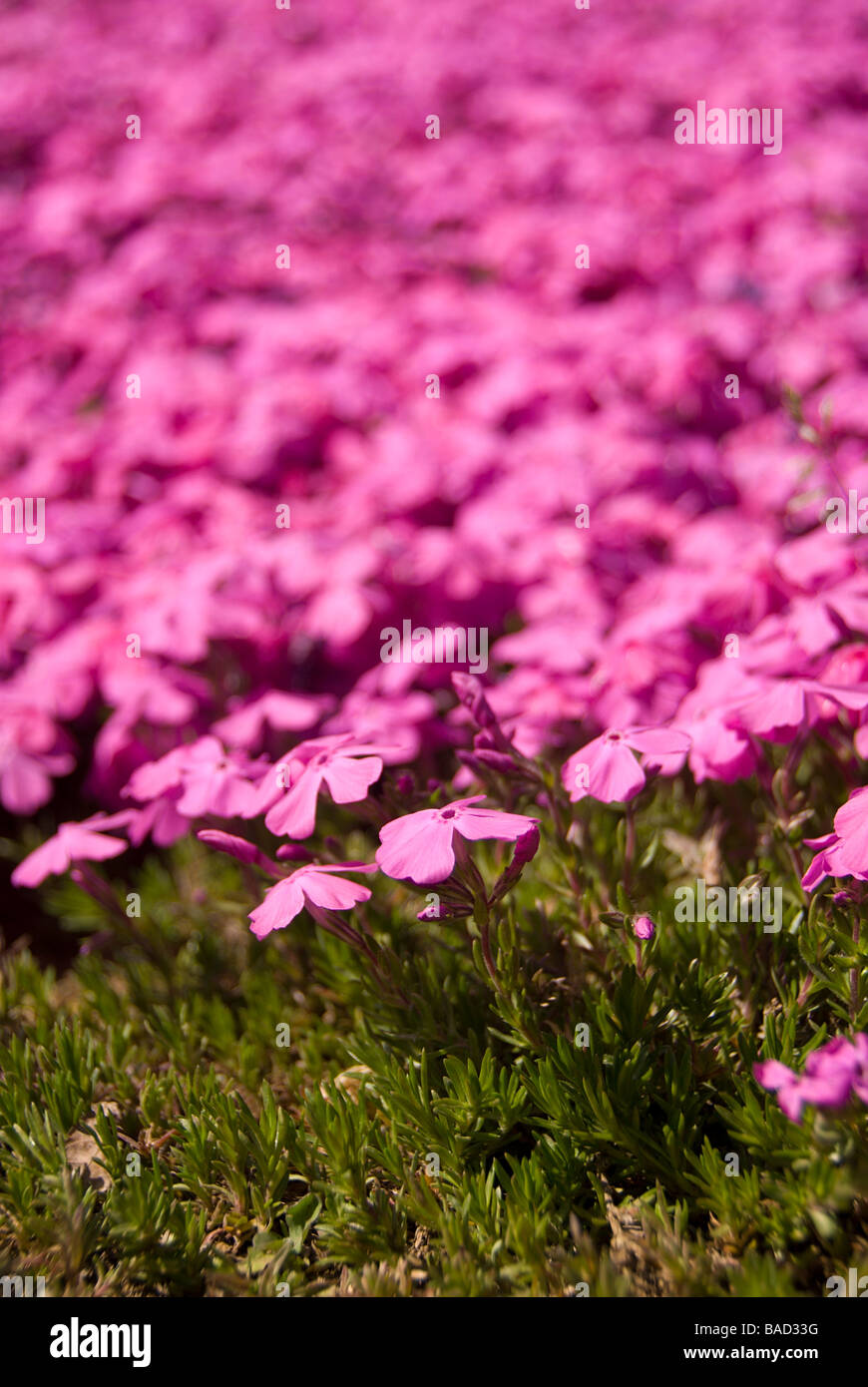 A mass planting of bright pink moss phlox Phlox subulata blooming in April in Japan's Kanto region Stock Photo