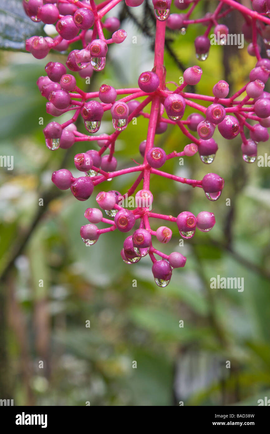 Tropical plant with bright pink berries Kinabalu Nat Park Sabah Borneo Malaysia Stock Photo