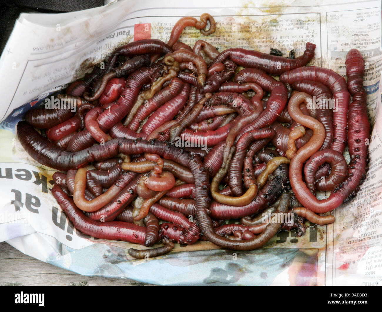 fishing worms