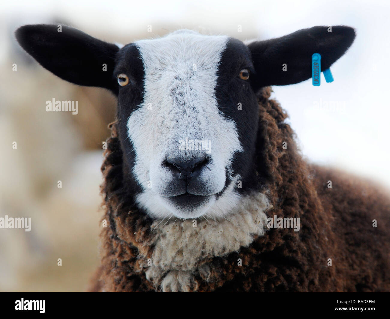 Black And White Sheep High Resolution Stock Photography and Images Alamy
