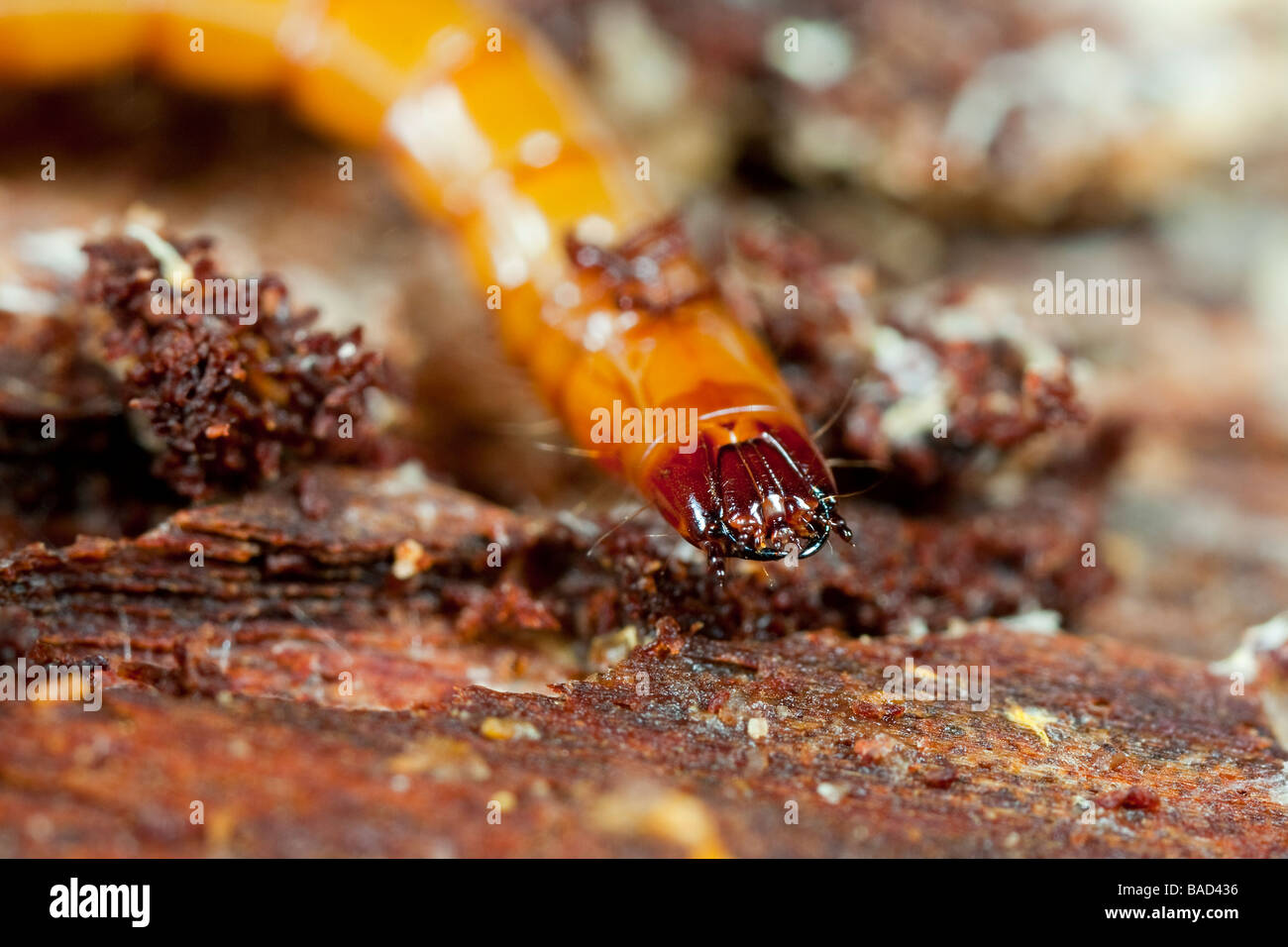 A click beetle larvae in rotten wood Stock Photo