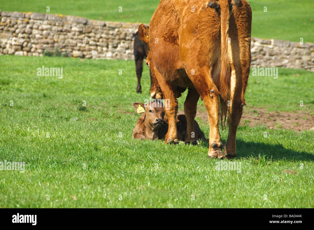 A cow licking her calf Stock Photo - Alamy