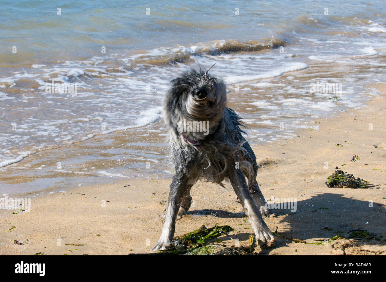 Dog shaking himself to dry after a swim on the beach at Devon