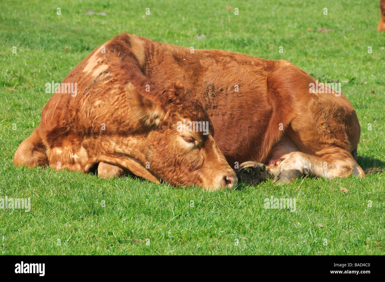 A sleeping cow in the meadow, totally relaxed Stock Photo Alamy