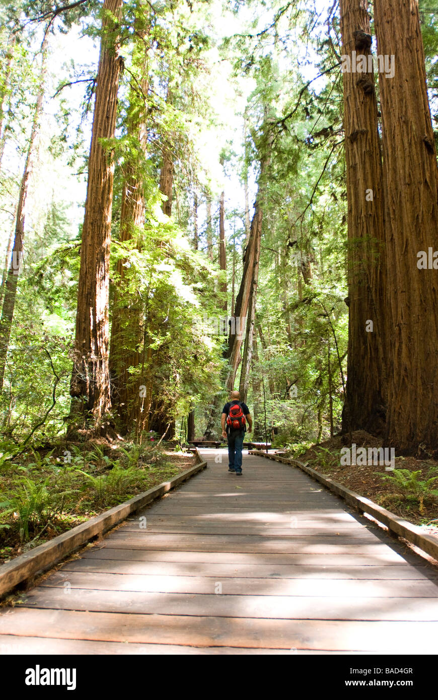 Sequoia Forest in California Stock Photo