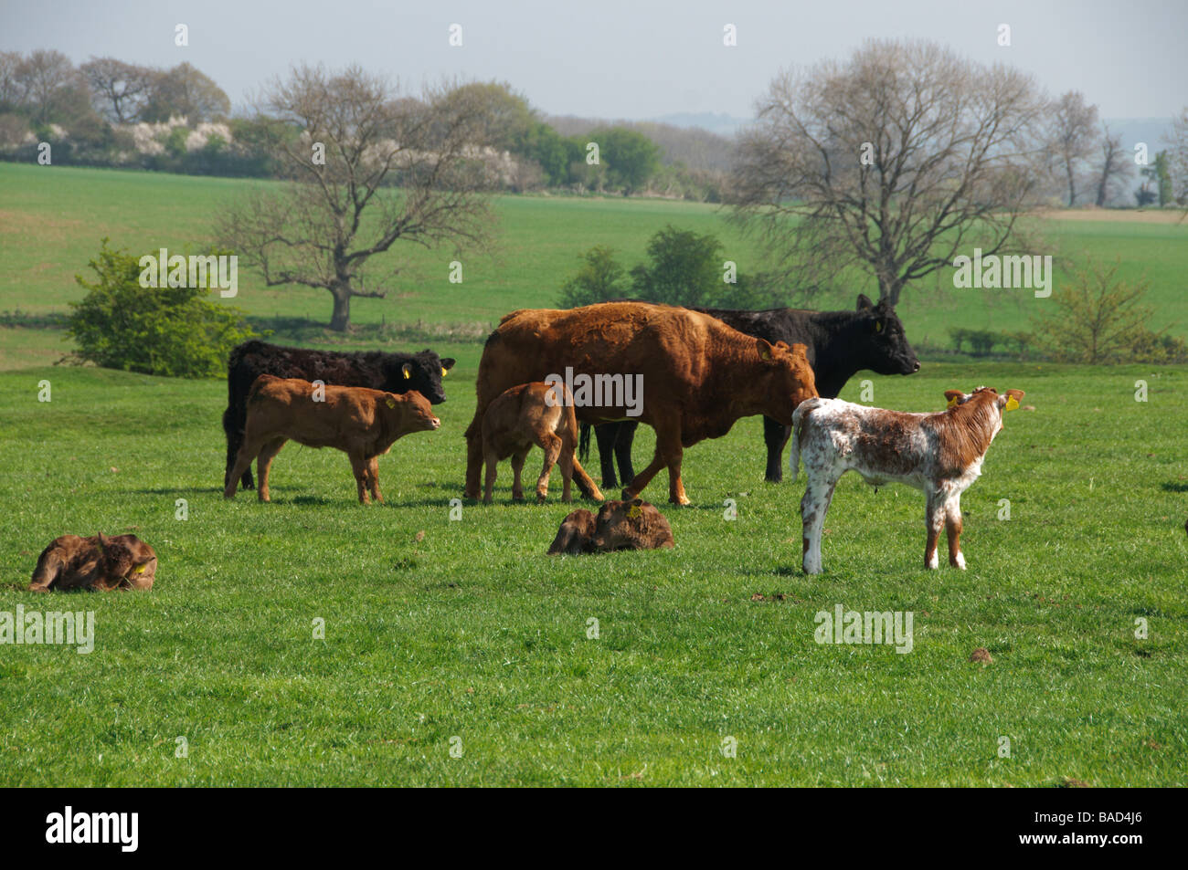 Cows and calves in the meadow in sunny spring weather Stock Photo - Alamy