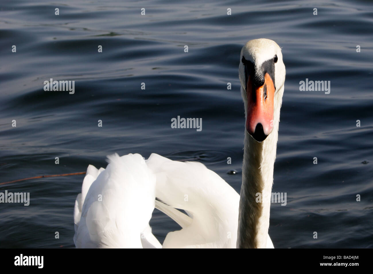 Swan portrait Stock Photo