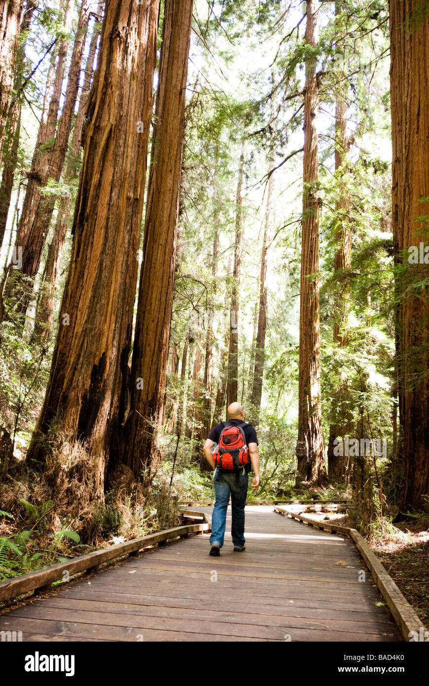 Sequoia Forest in California Stock Photo