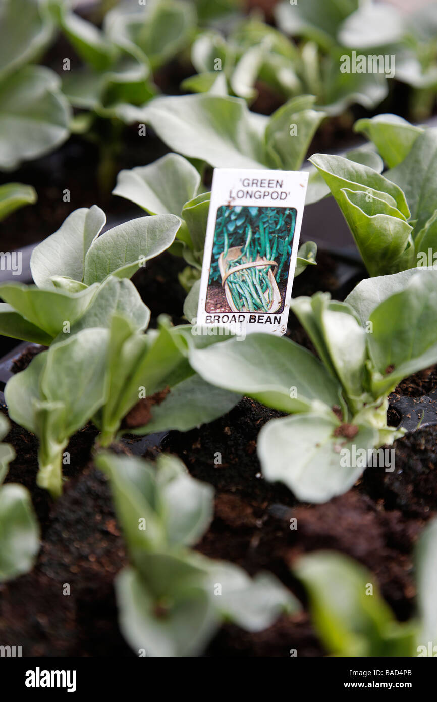 Broad Bean Plants High Resolution Stock Photography and Images - Alamy