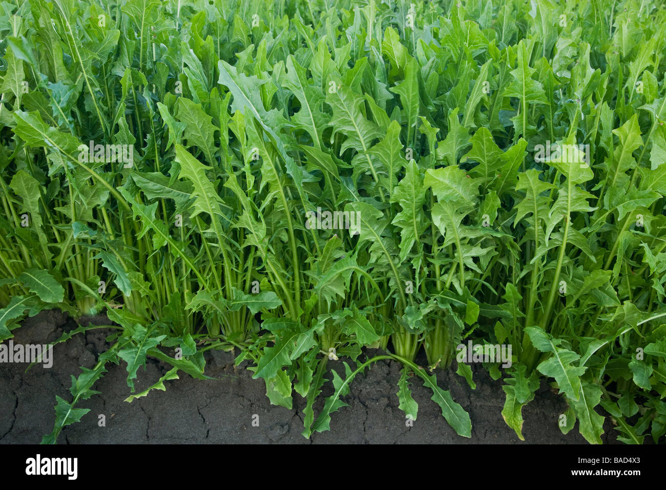 Dandelion Greens, organic leafy vegetable. Stock Photo