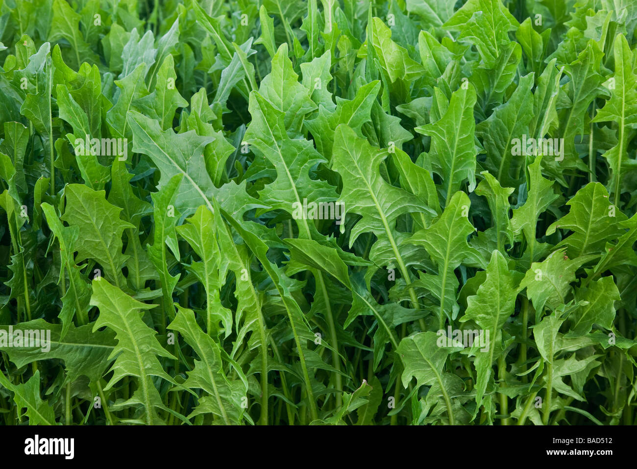 Dandelion greens hires stock photography and images Alamy