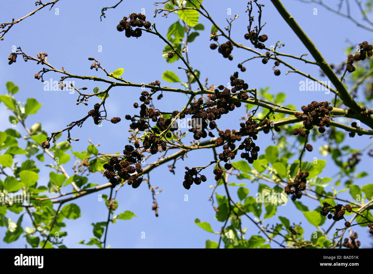 Black Alder and Catkins, Alnus glutinosa, Betulaceae. UK Stock Photo