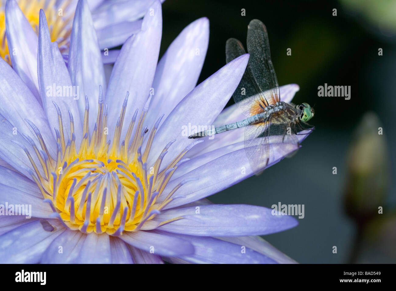 Dragonfly resting on petals of a water lily Stock Photo - Alamy