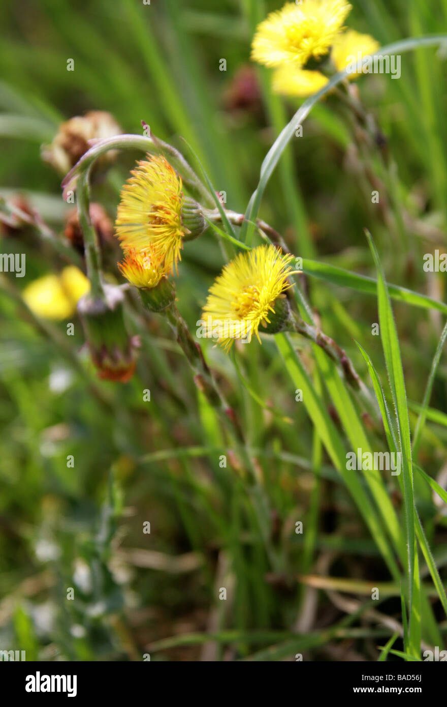 Coltsfoot, Tussilago farfara, Asteraceae Stock Photo