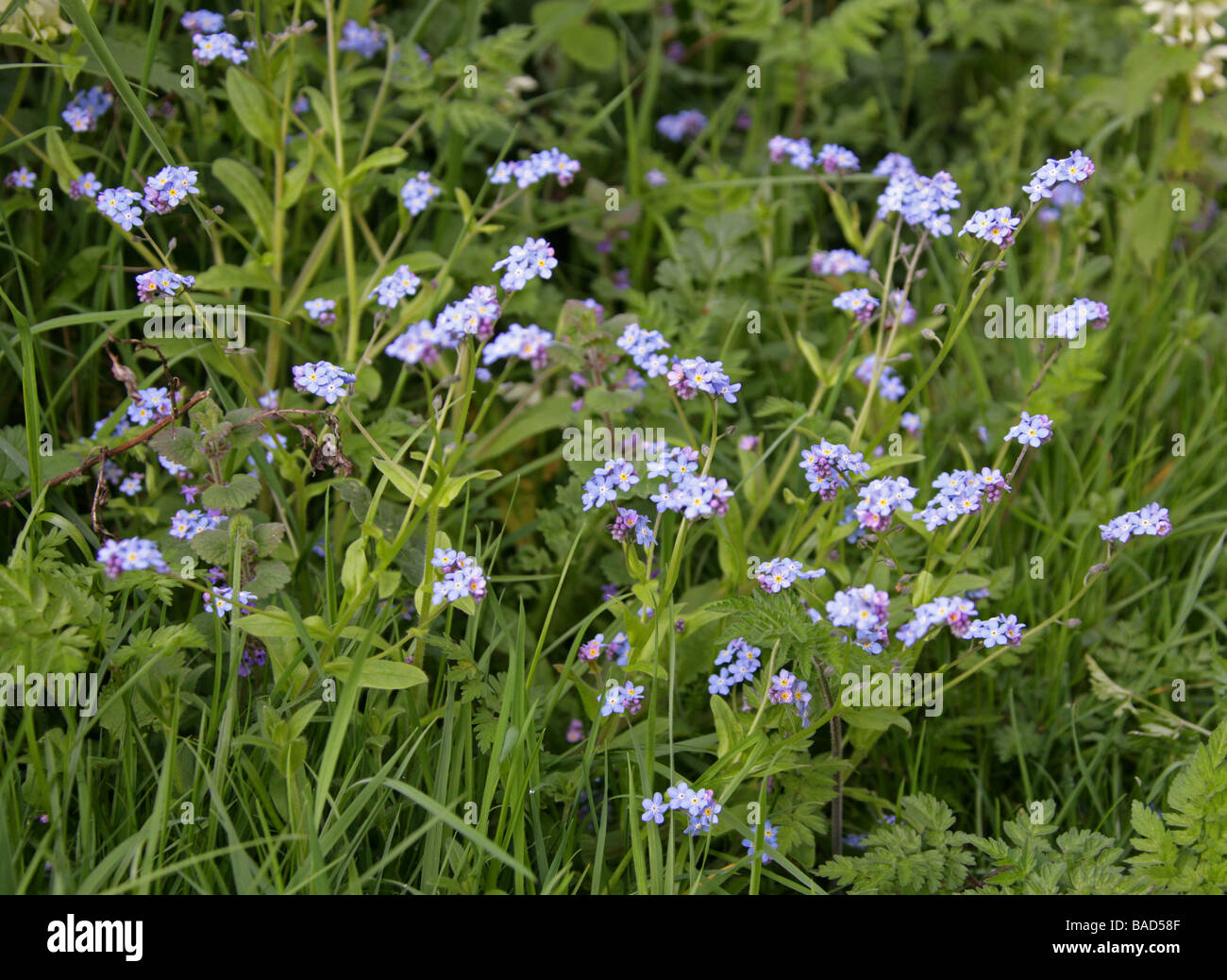 Field Forget Me Not Myosotis Arvensis Boraginaceae Stock Photo Alamy