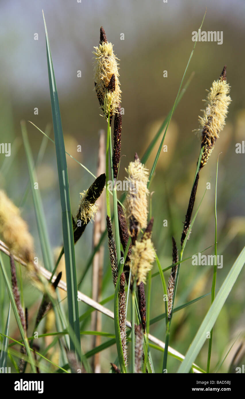 Lesser Pond Sedge, Carex acutiformis, Cyperaceae Stock Photo