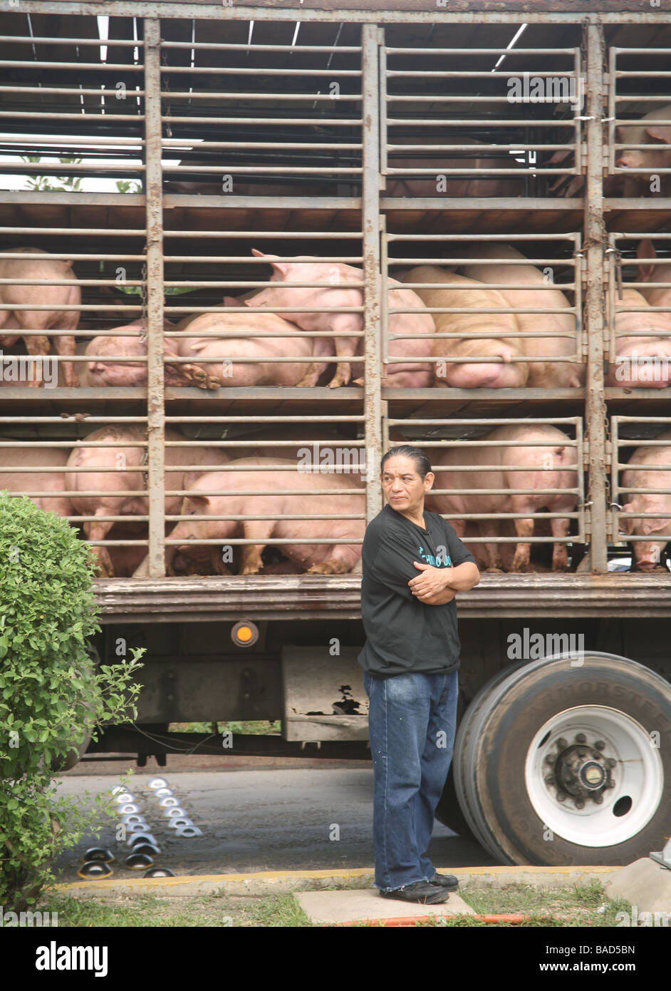 Mexico, Tulum, Man standing while truck of pigs passes behind him Stock
