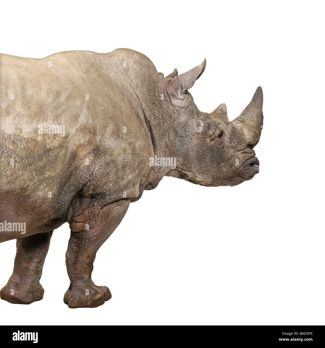 White Rhinoceros or Square lipped rhinoceros Ceratotherium simum 10 years in front of a white background Stock Photo