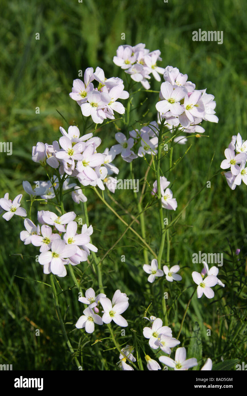 Cuckoo Flower Cardamine pratensis Ladys Smock Brassicaceae Stock Photo