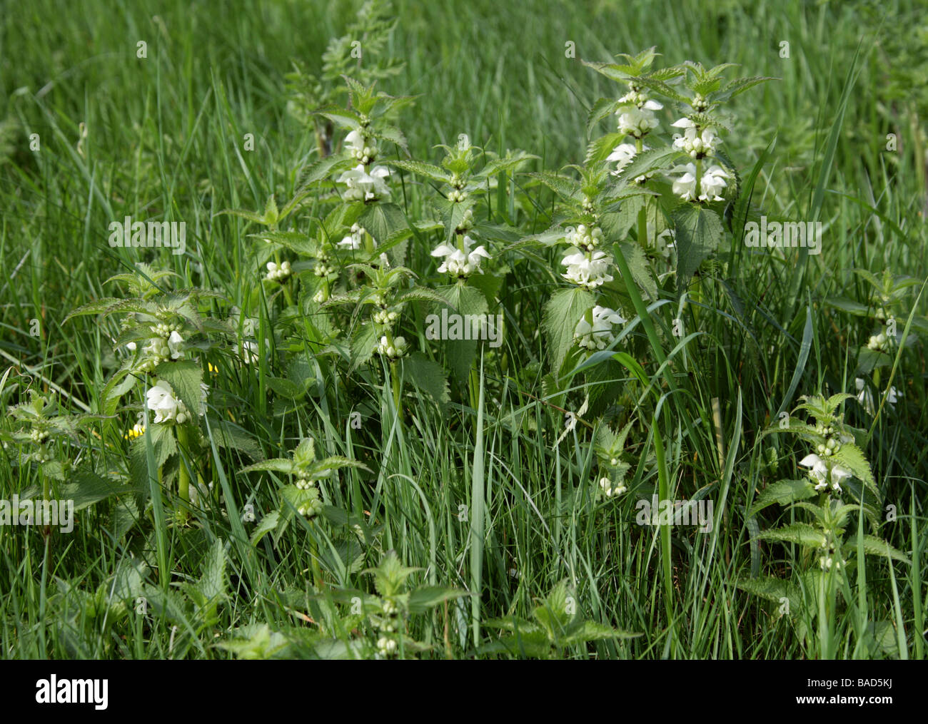 White Dead Nettle, Lamium album, Lamiaceae Stock Photo