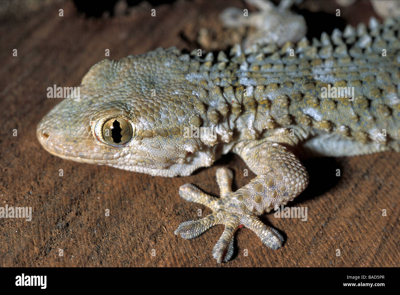 Moorish Gecko, Tarentola mauritanica, Capraia Island, Tuscany, Italy