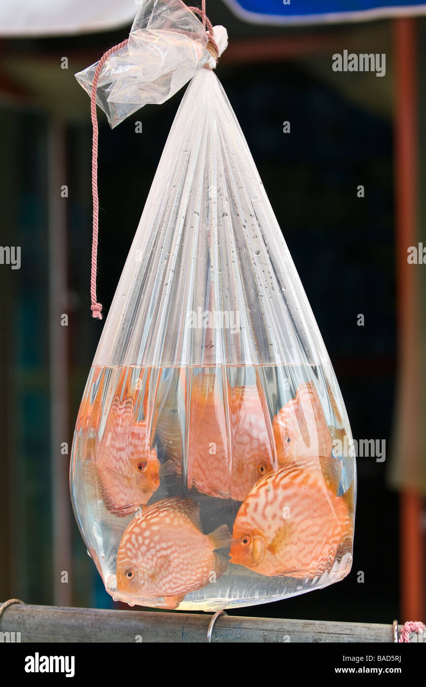 Tropical fish for sale are suspended in plastic bags, Shilihegiao Pet
