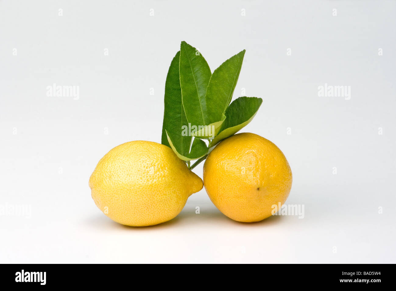 Fresh lemons and sprig with leaves Stock Photo
