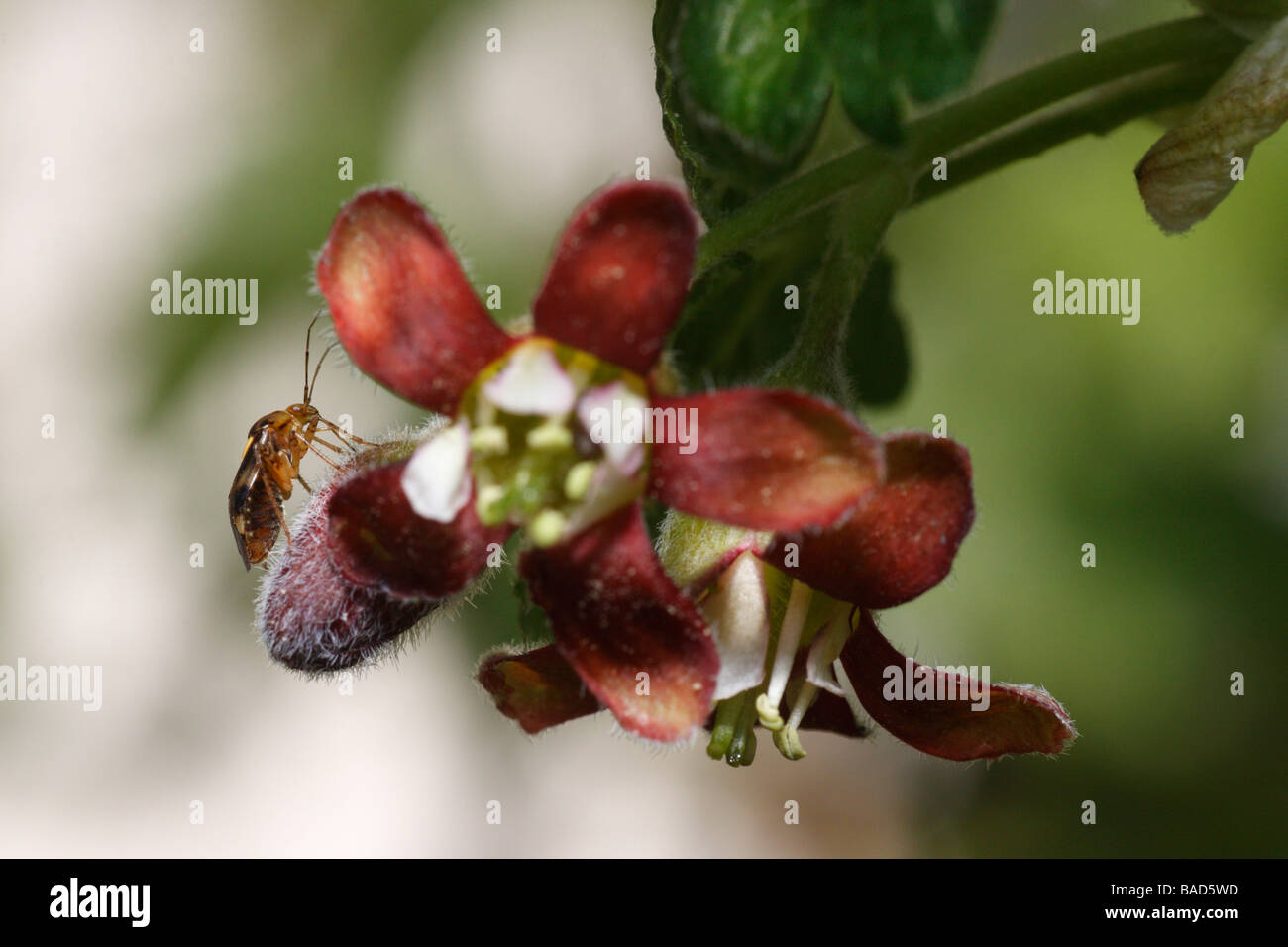 Gooseberry flower with bug Stock Photo