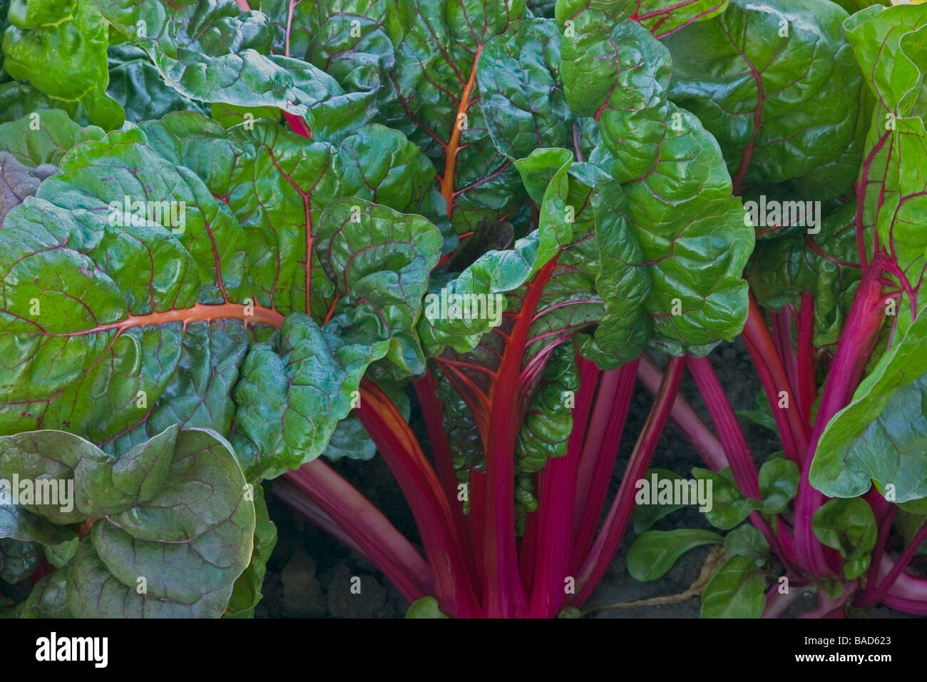 Swiss Chard, organic leafy vegetable. Stock Photo