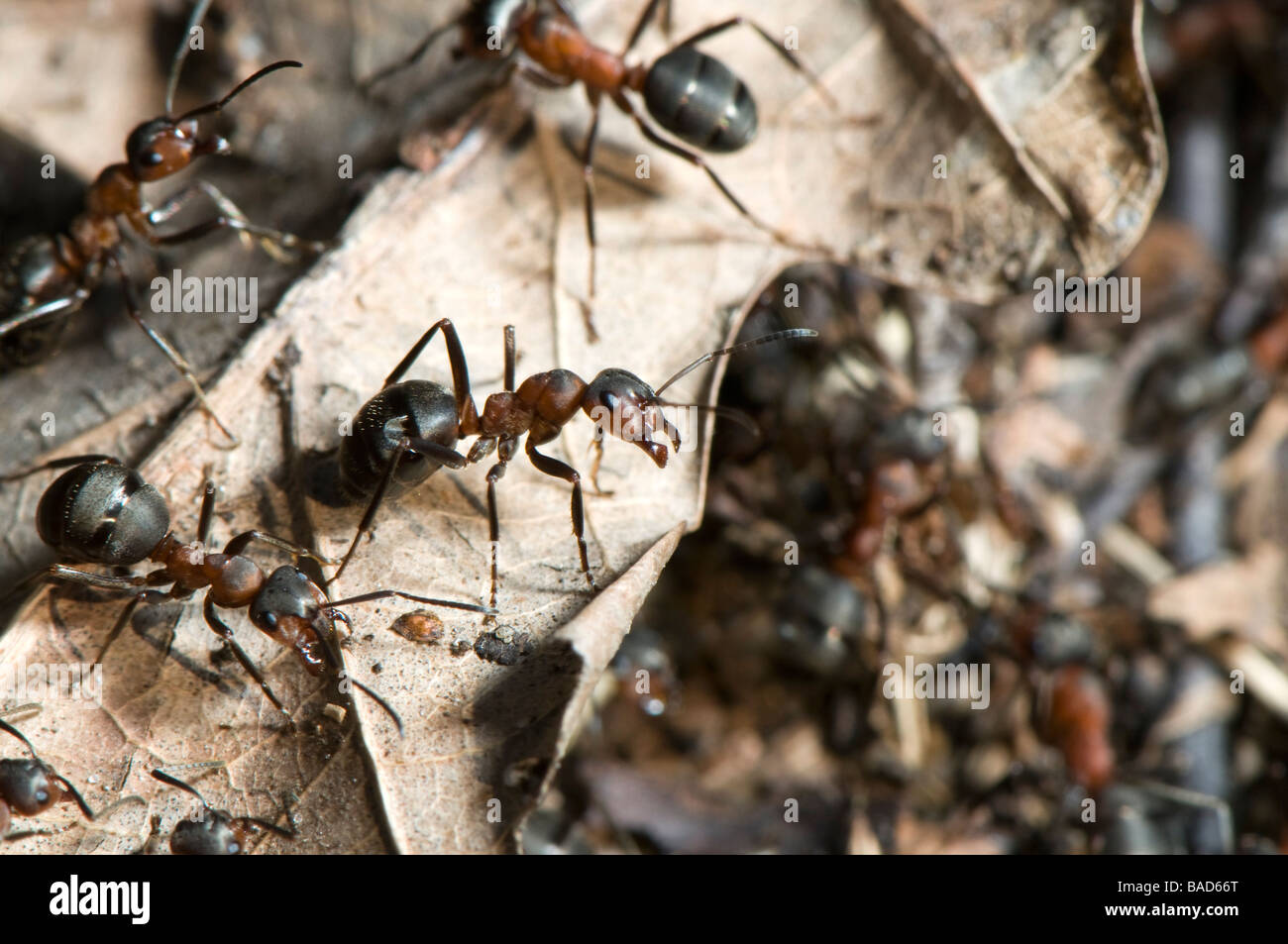Red wood ants (Formica ant, Formica Polyctena) Stock Photo